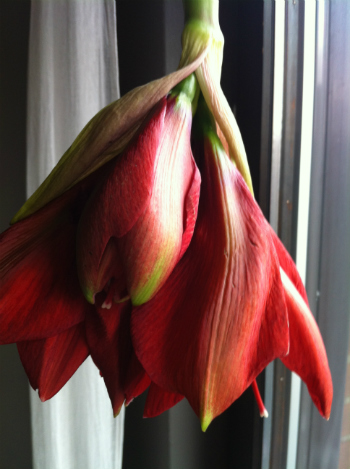 Amaryllis