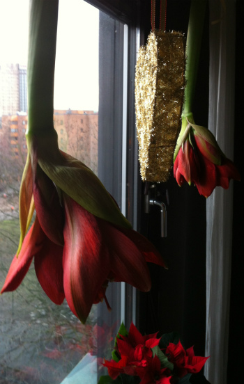 Amaryllis