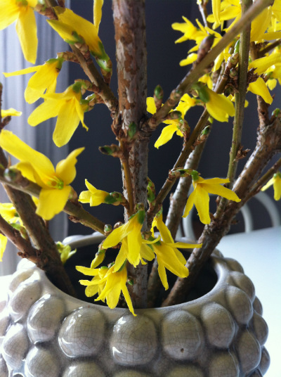 Forsythia2_400