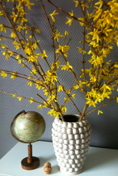 Forsythia